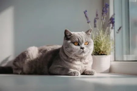 kucing british shorthair