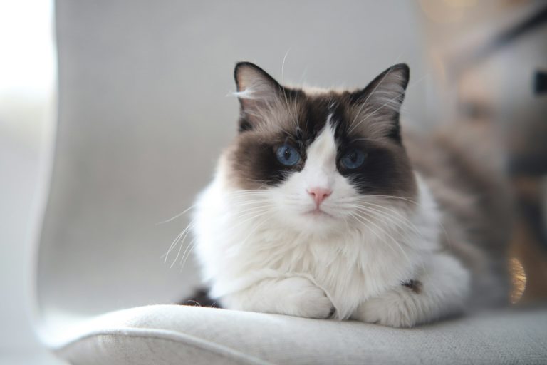 Mengenal Ciri Khas Kucing Ragdoll - EVOPET