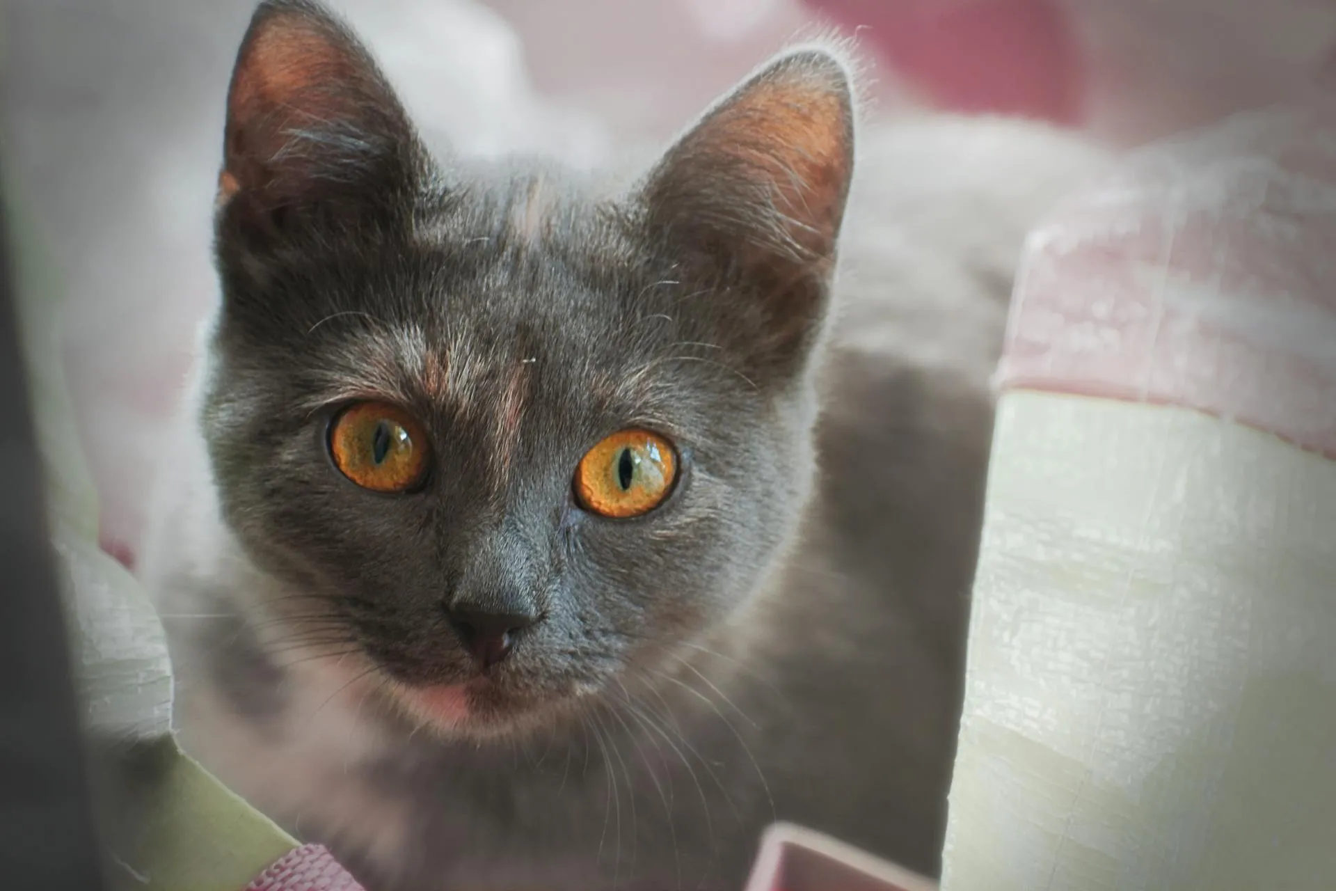 mata kucing