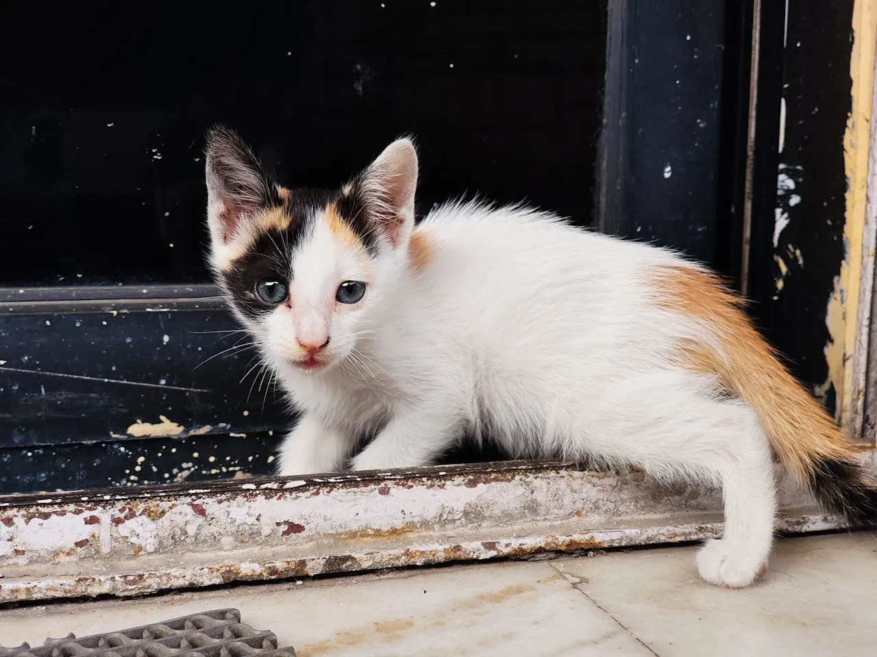 kucing kecil