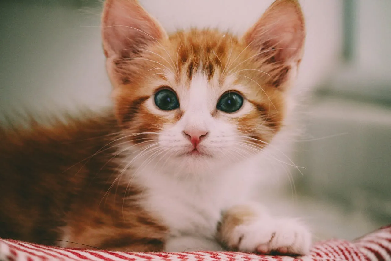 kucing kecil