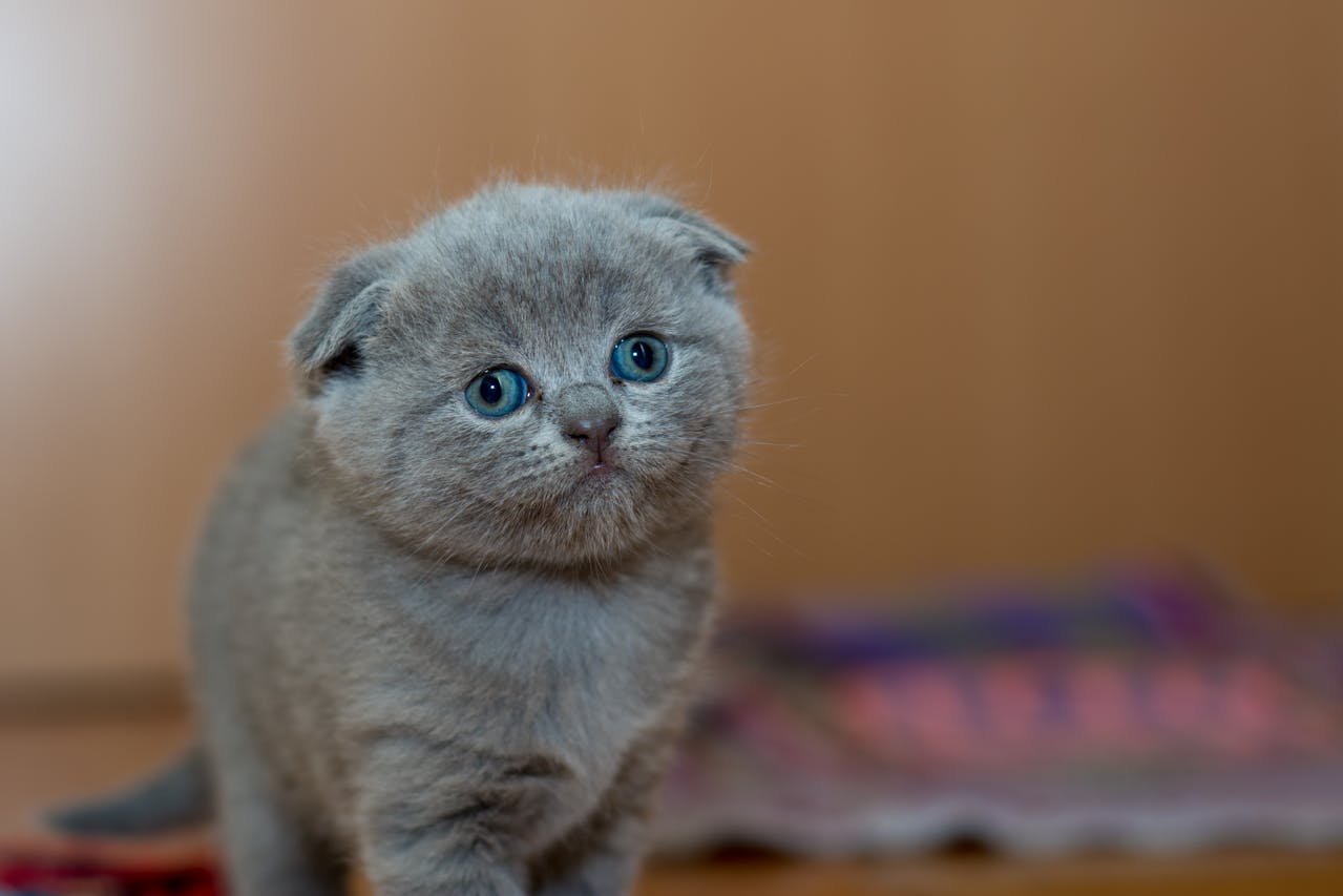 jenis-jenis kucing