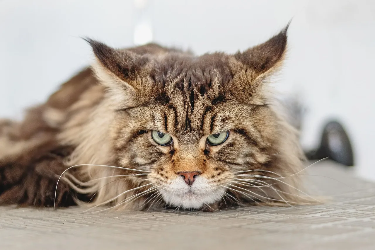 Kucing Maine Coon