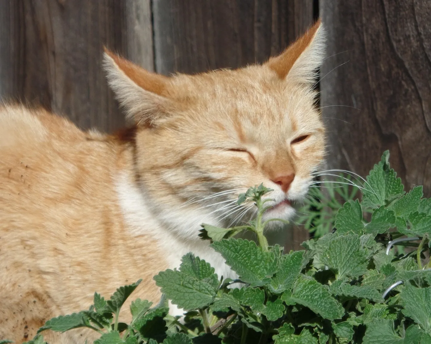 Catnip