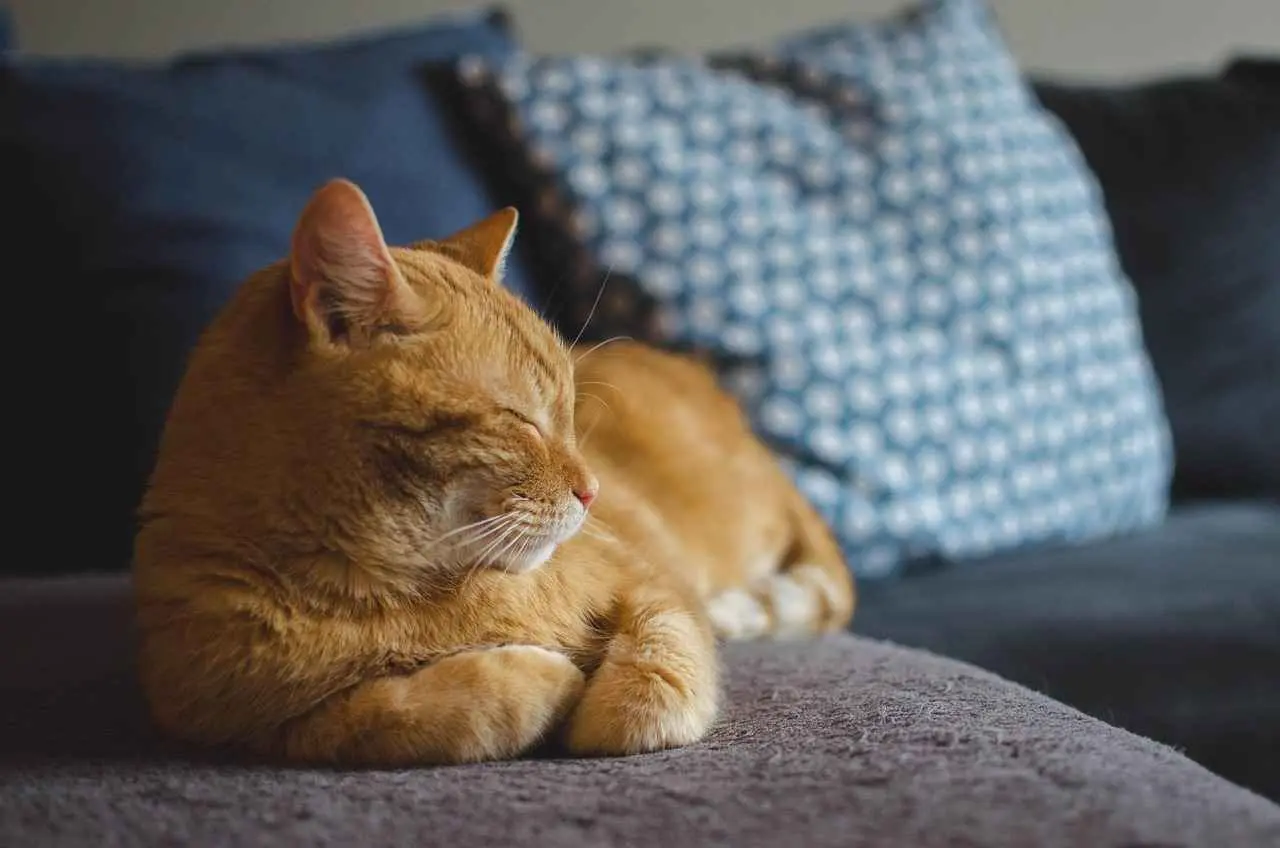 Jamur pada kucing