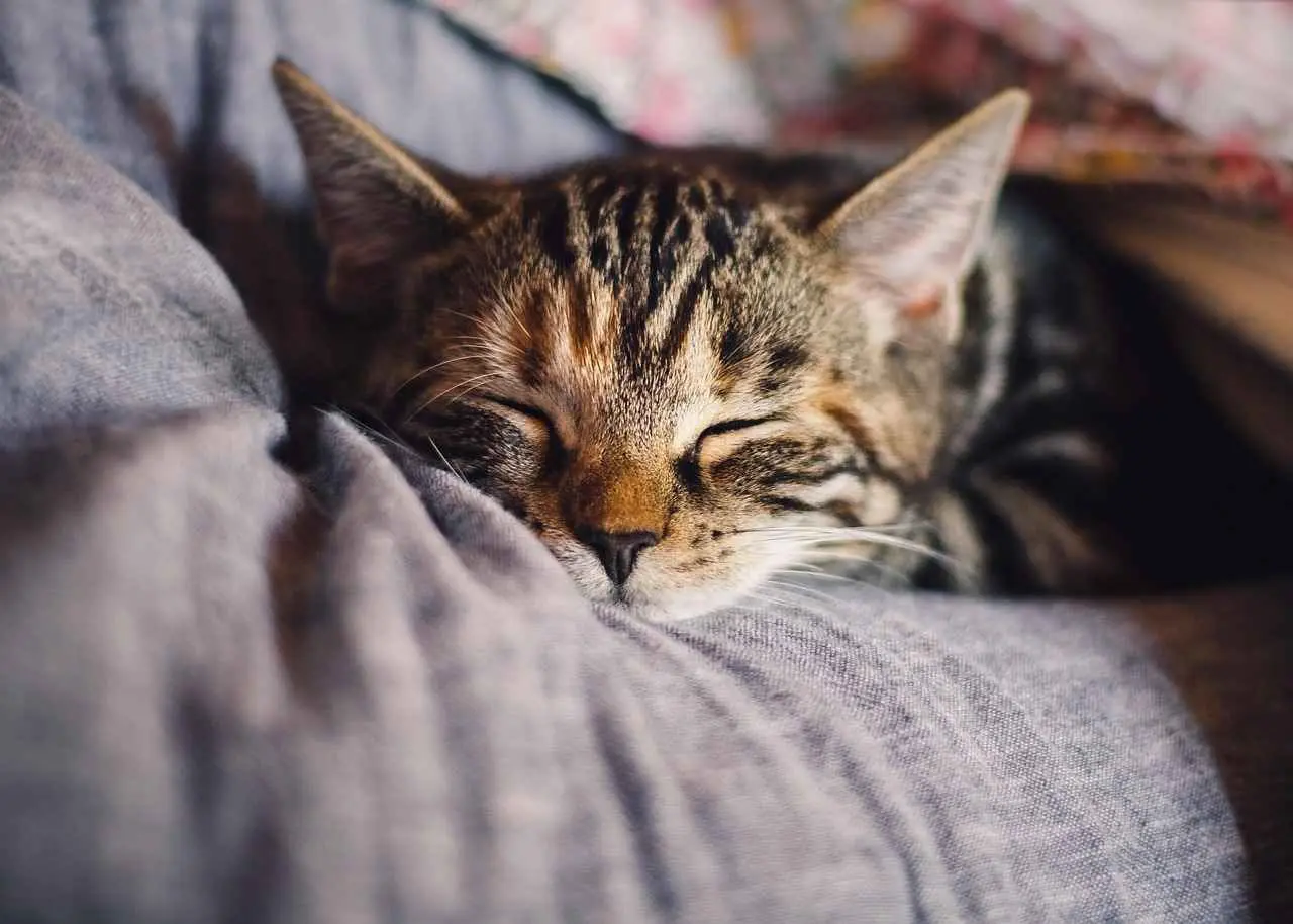 kucing tidur