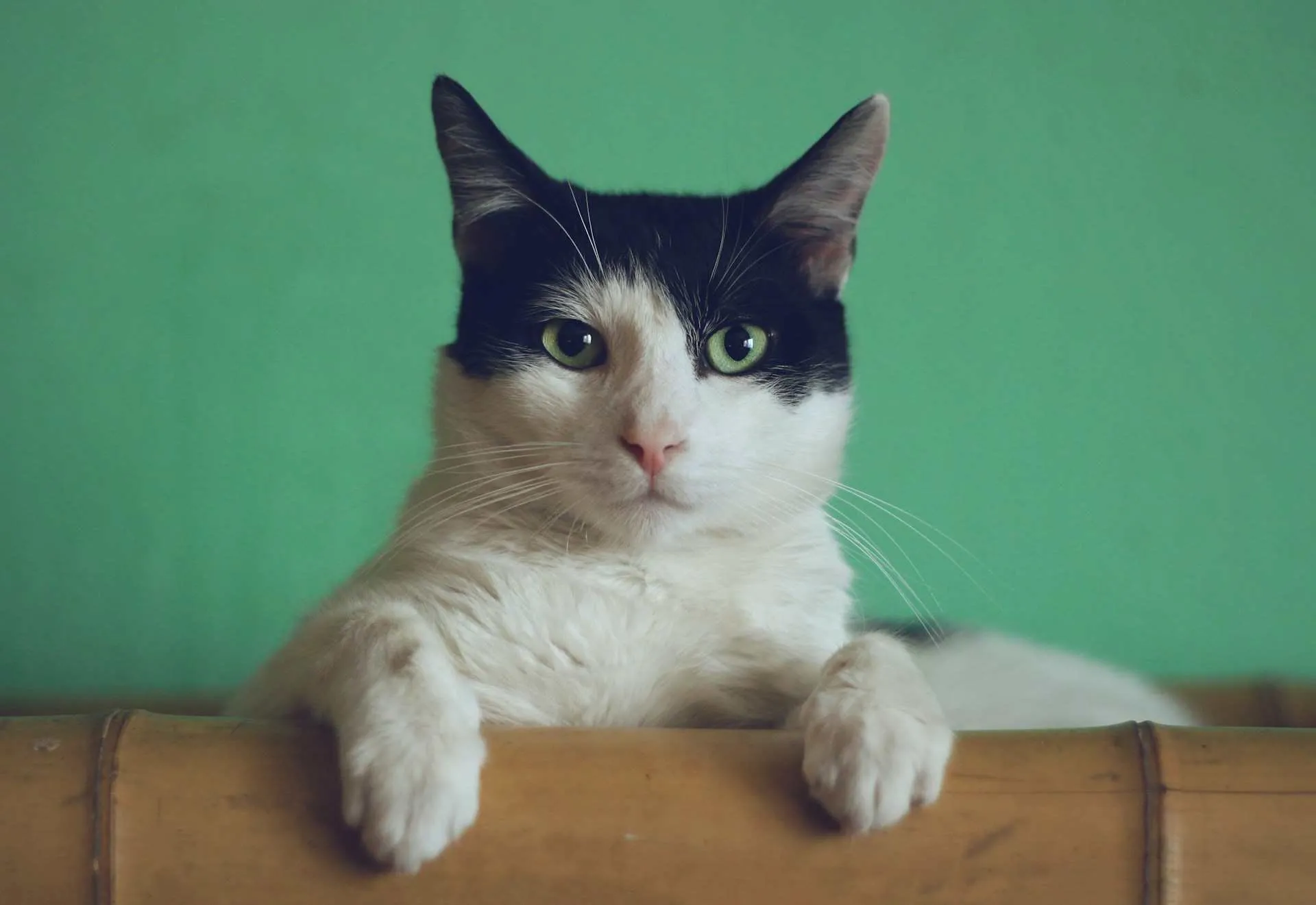 Jenis Kucing