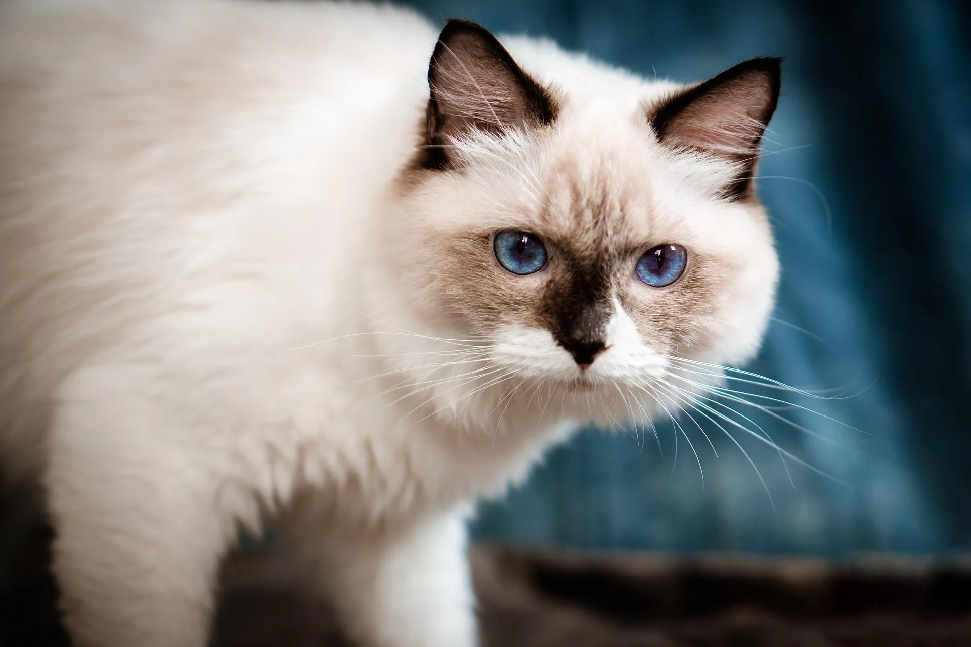 Ragdoll Cat