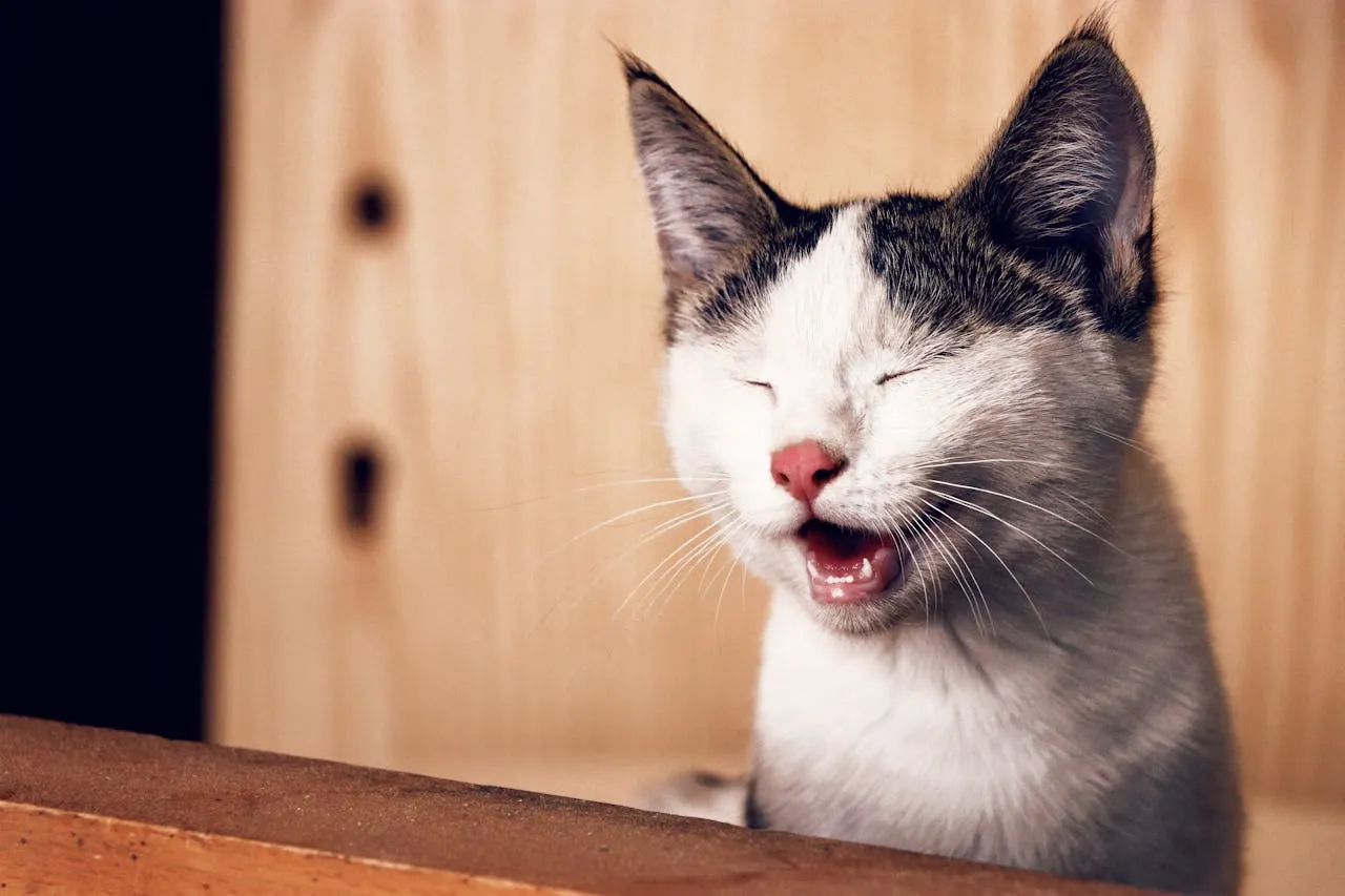 Penyebab Kucing Muntah