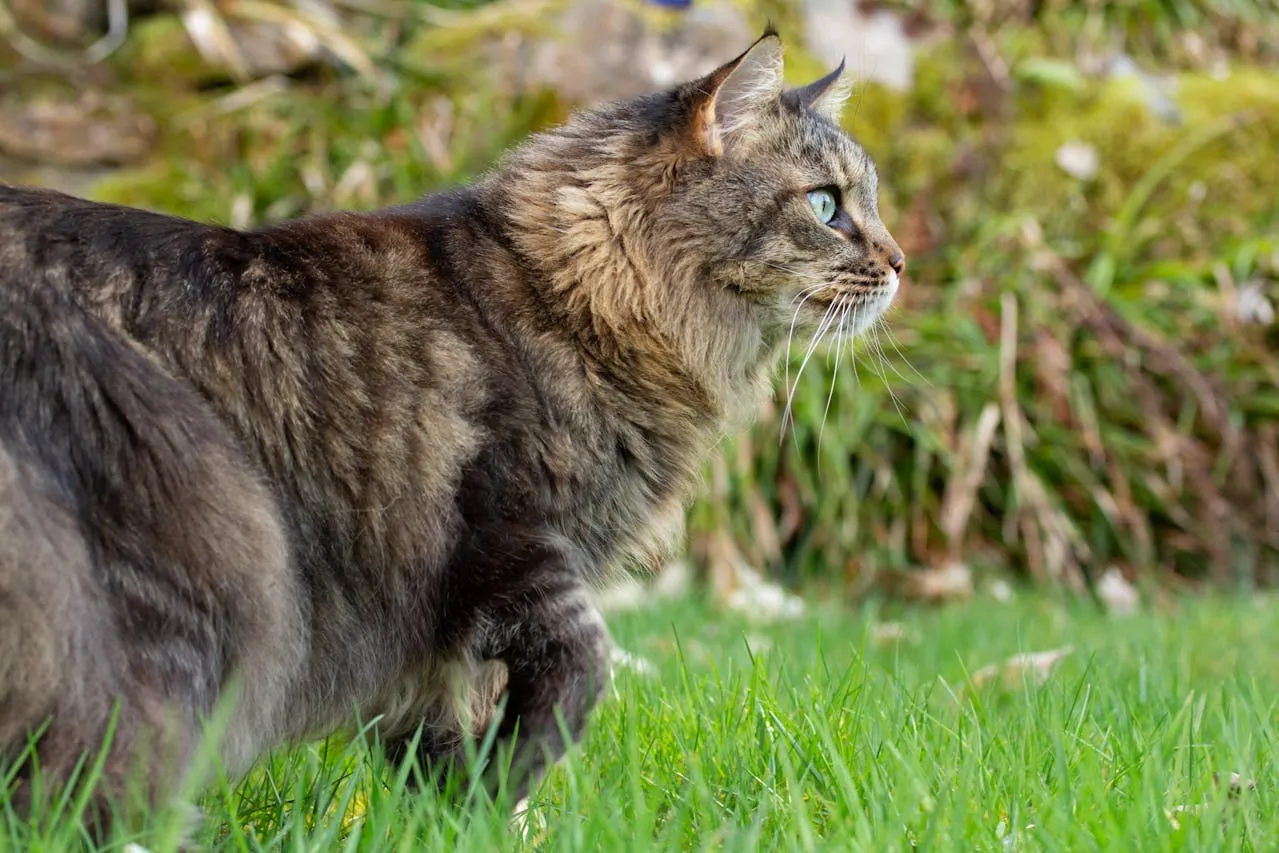 Maine Coon Cat