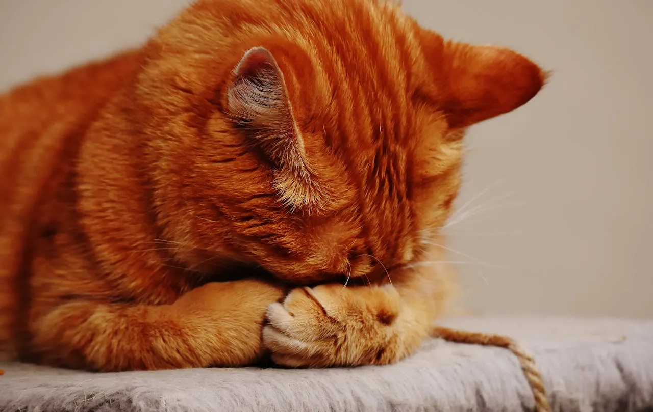 Kucing Muntah Busa