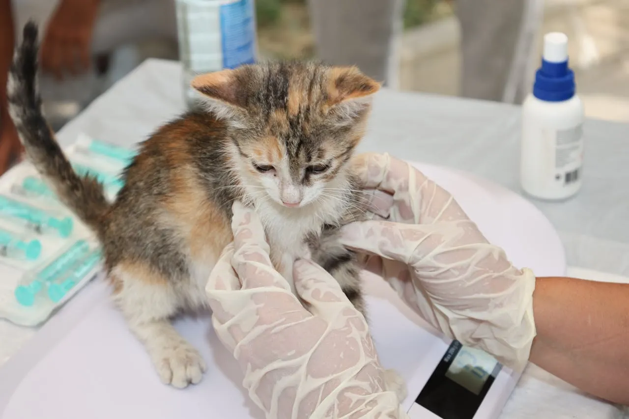 Obat Cacing Kucing