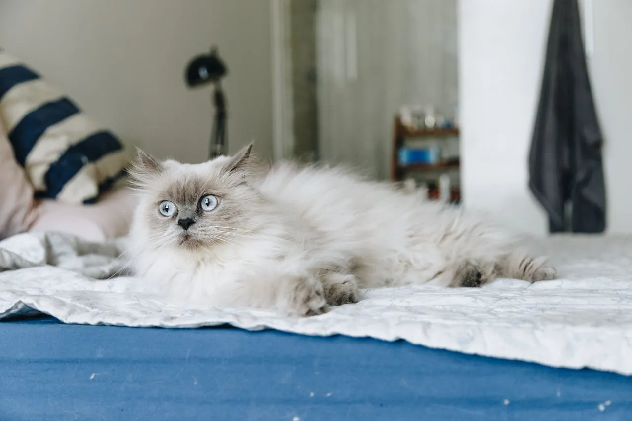 Kucing Birman