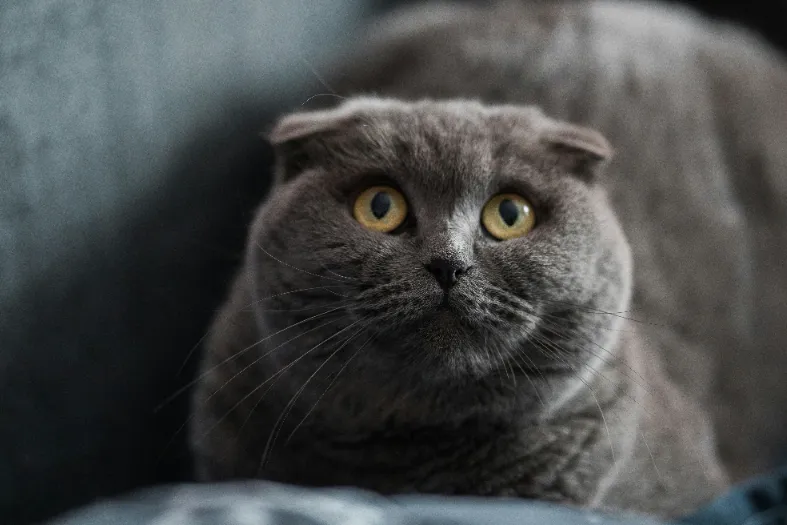 scottish fold