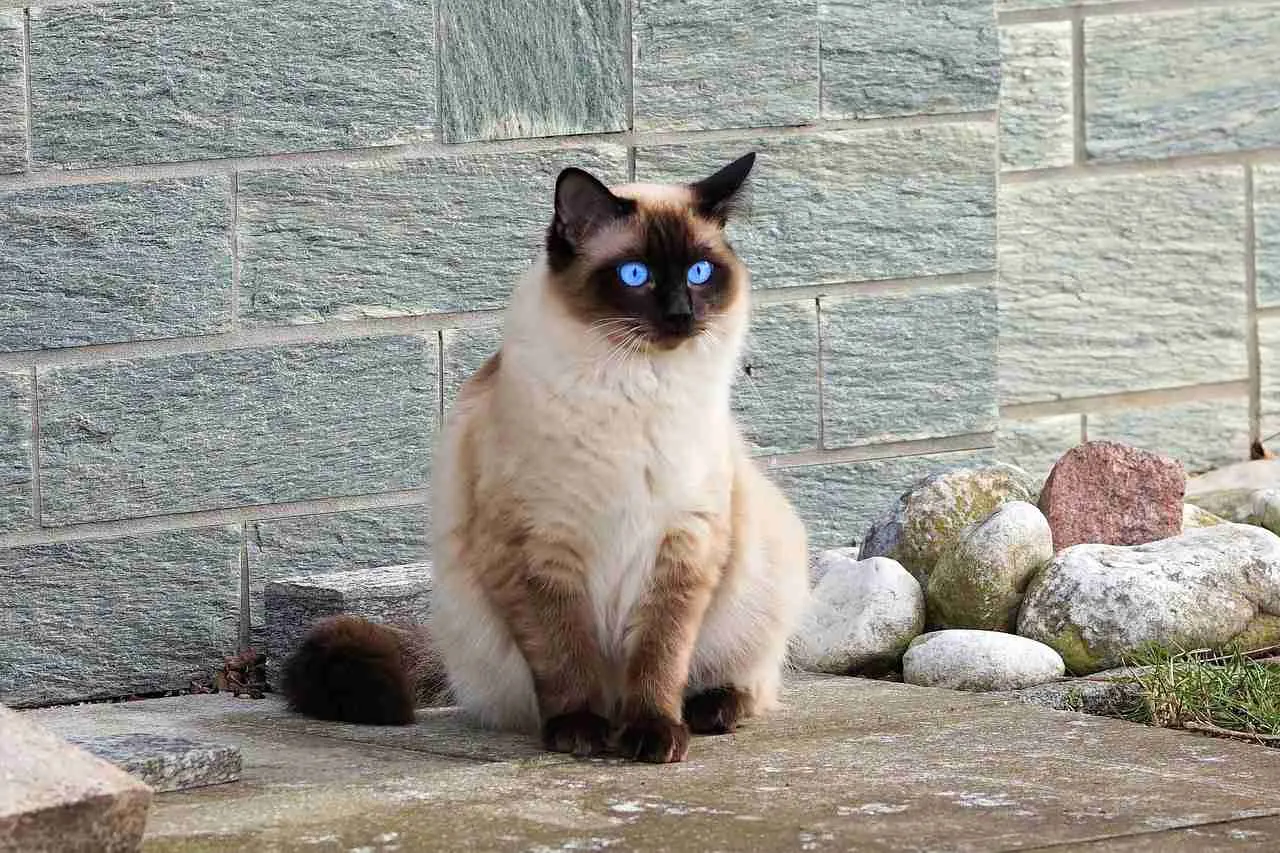 Kucing Siam