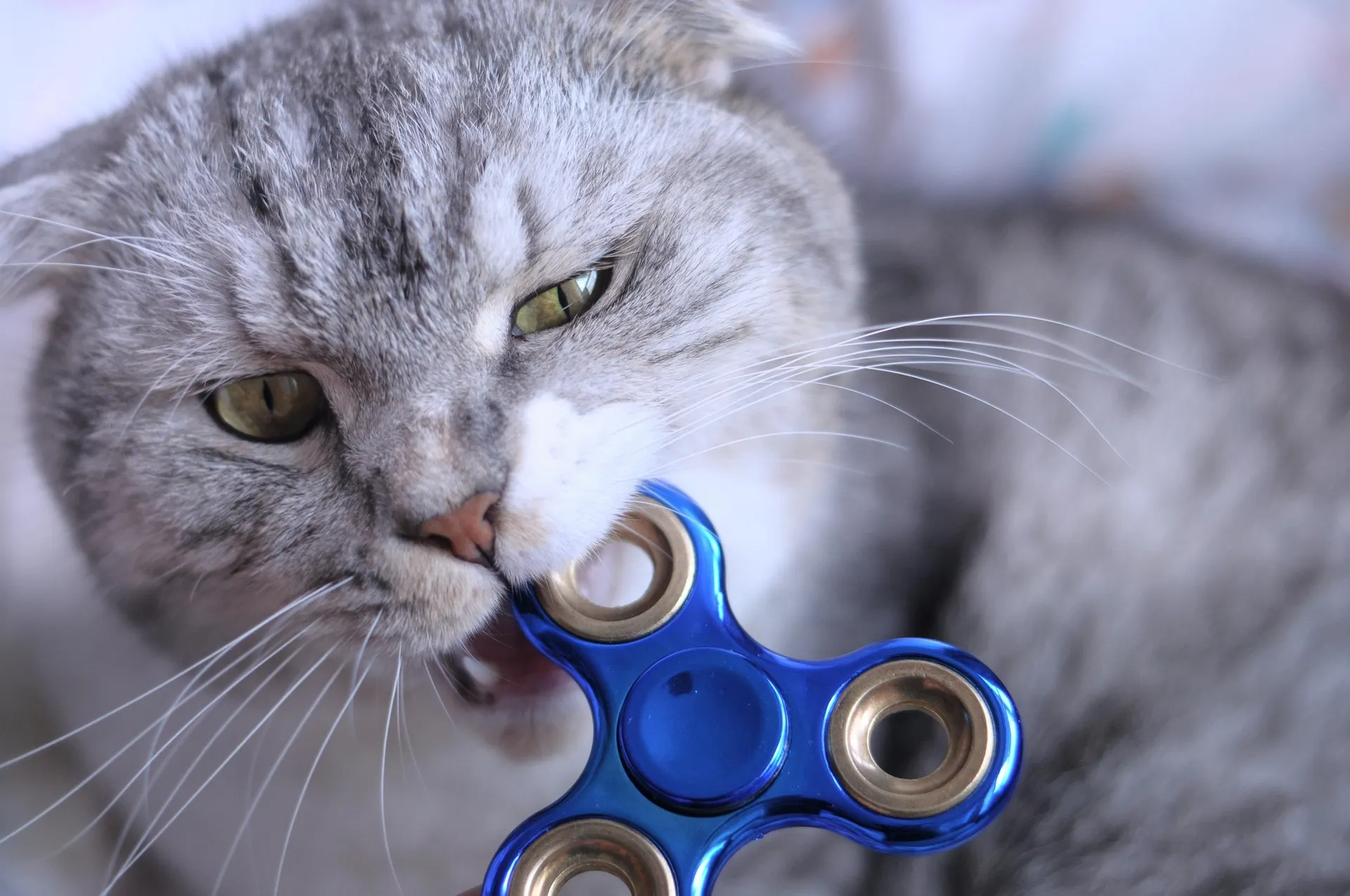 Mimpi Digigit Kucing