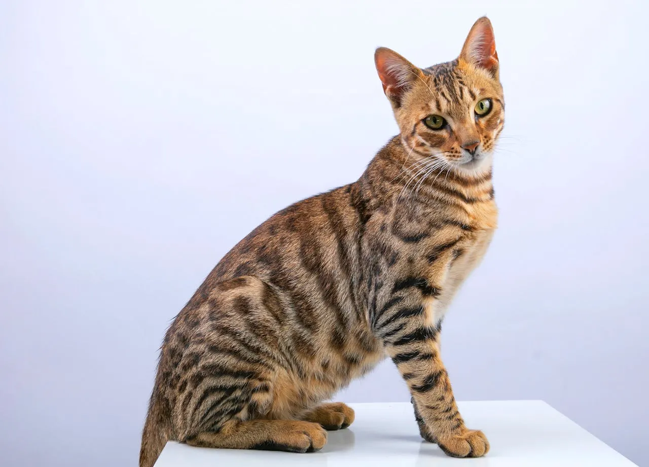 bengal