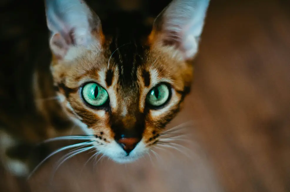 jenis kucing eksotis