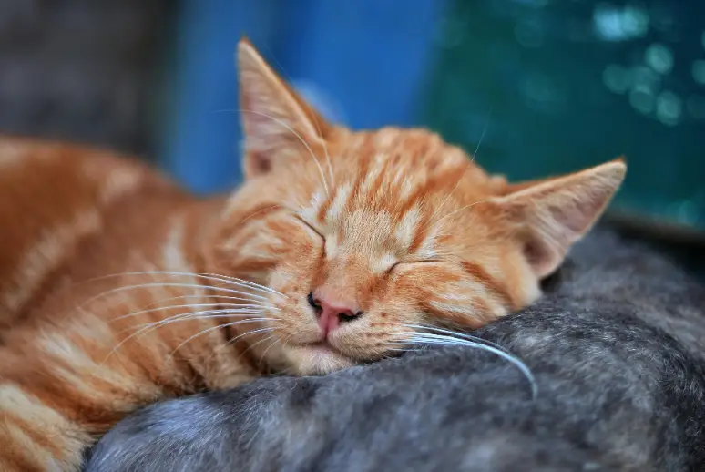 kenapa kucing tidur terus