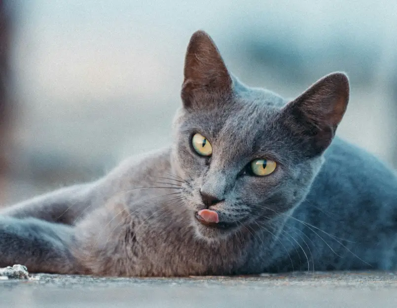 kucing Russian Blue