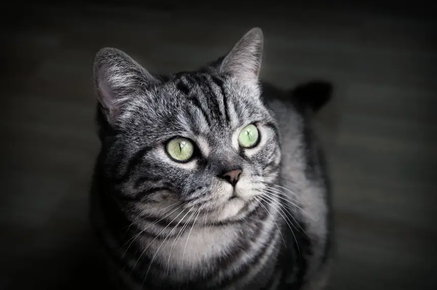 kucing bulu pendek