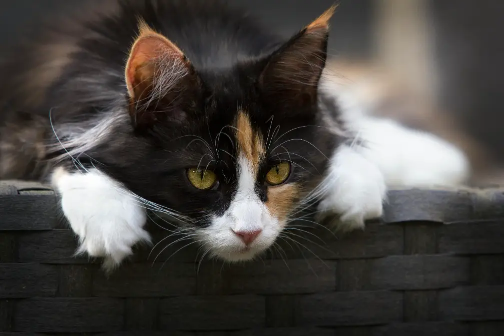 kucing hutan norwegia