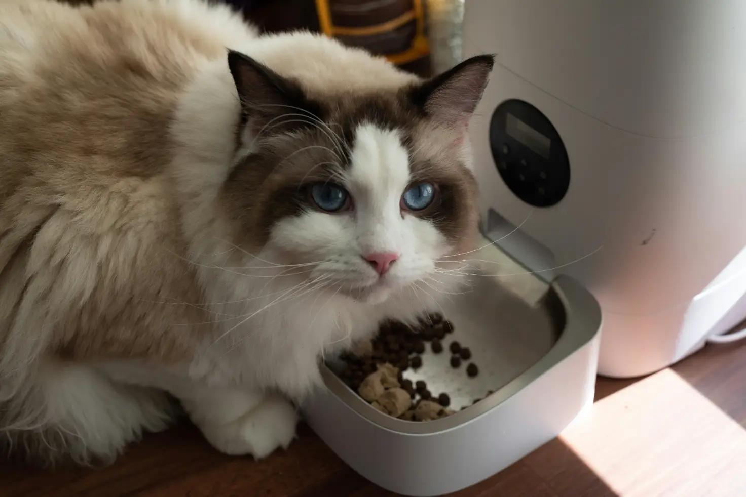makanan anak kucing