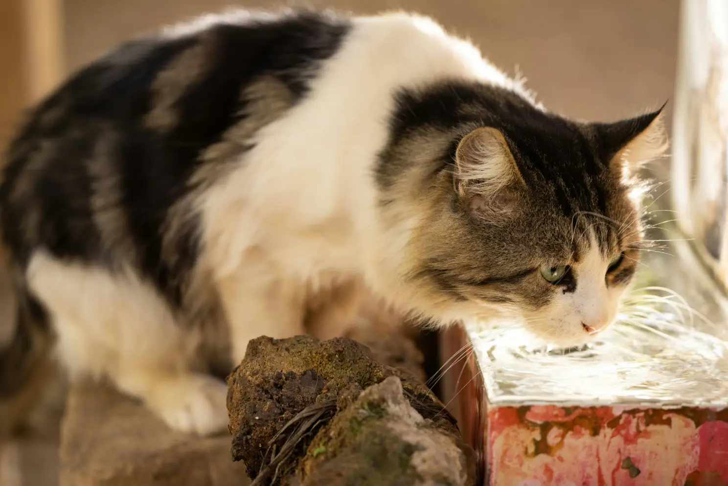 wetfood kucing